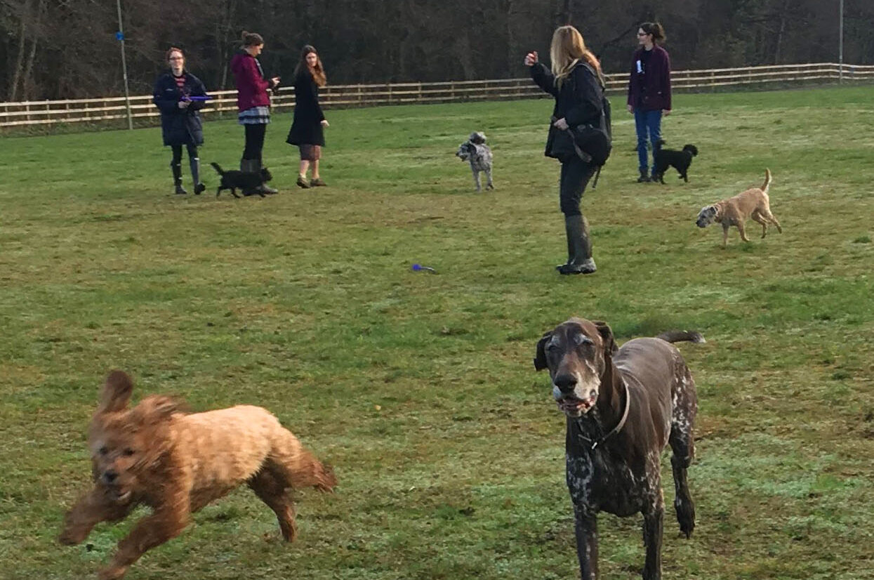Waggin Walkers